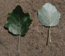 Populus x canescens - Upper and lower surface of leaf - Click to enlarge!